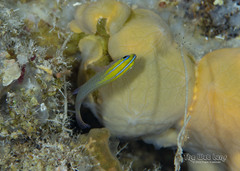 Threeline Basslet photo 2