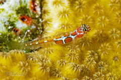 Orangeside Goby photo 4