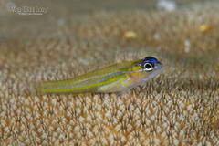 Peppermint Goby photo 2