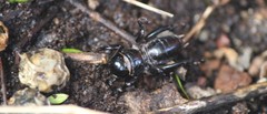Stenopelmatus minor