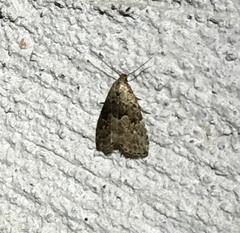 Hypenodes fractilinea