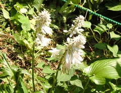 Hosta