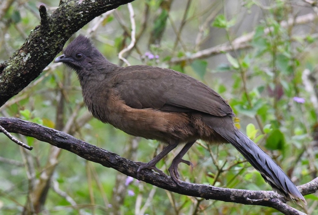Plain Chachalaca