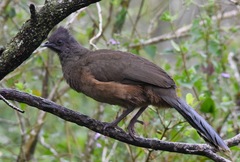 Plain Chachalaca photo 1