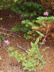 Nothochelone nemorosa