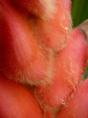 Heliconia regalis, photograph 4