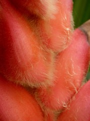 Heliconia regalis, photograph Luis G Restrepo, CC BY, iNaturalist via GBIF