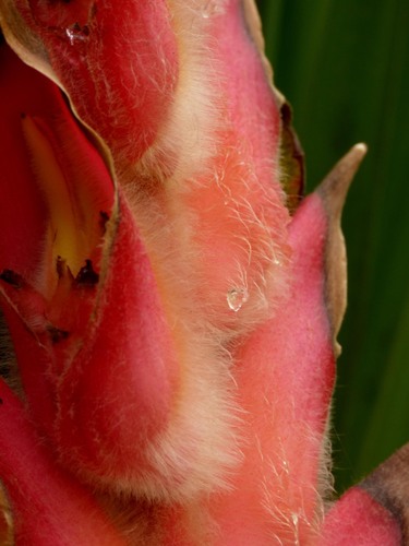 Heliconia regalis, photograph 3