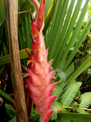 Heliconia regalis, photograph 2
