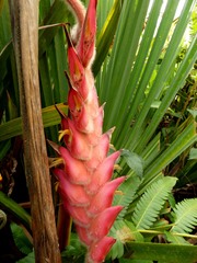 Heliconia regalis, photograph Luis G Restrepo, CC BY, iNaturalist via GBIF