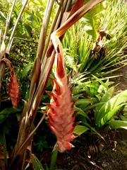 Heliconia regalis, photograph Luis G Restrepo, CC BY, iNaturalist via GBIF