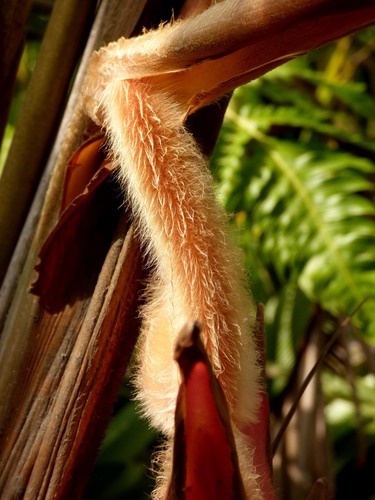 Heliconia regalis, photograph 5