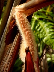 Heliconia regalis, photograph Luis G Restrepo, CC BY, iNaturalist via GBIF