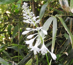 Hosta