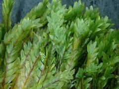 Fissidens osmundioides