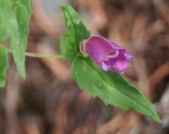 Nothochelone nemorosa
