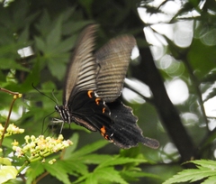 Papilio demetrius