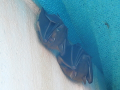 Cynopterus sphinx