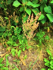 Rumex thyrsiflorus