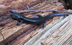 Plethodon metcalfi