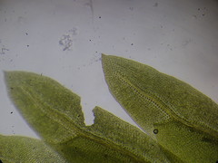 Fissidens osmundioides