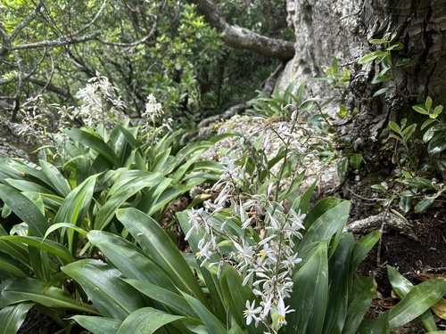 Arthropodium bifurcatum (Arthropodium bifurcatum)