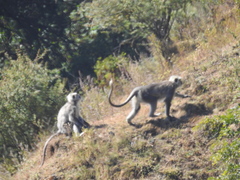 Nepal Gray Langur photo 5