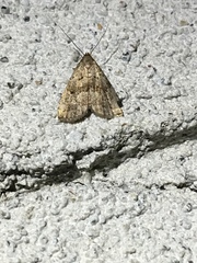 Hypenodes fractilinea