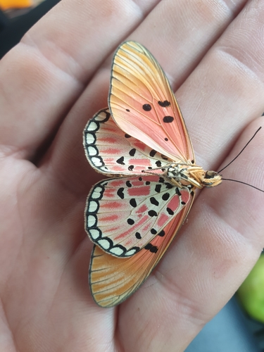Fiery Acraea