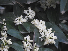 Atalantia monophylla