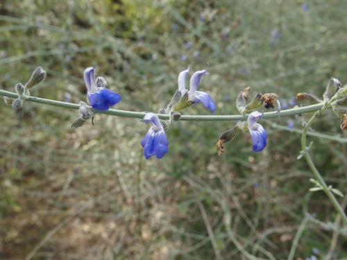 Palm Grove Sage (Salvia palmetorum)
