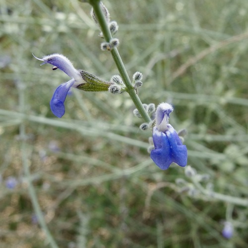 Image of Salvia palmetorum by (c) Sue Carnahan, some rights reserved (CC BY)