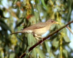 Turdus pelios