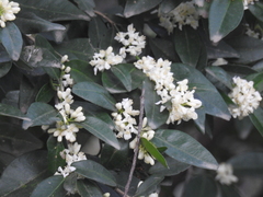 Atalantia monophylla