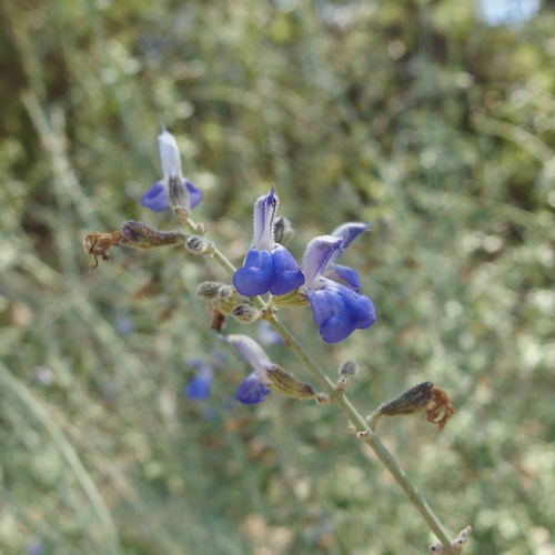 Image of Salvia palmetorum by (c) Sue Carnahan, some rights reserved (CC BY)