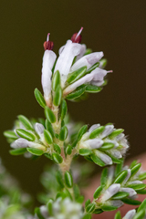 Erica ecklonii