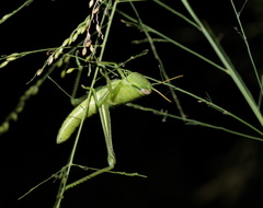 Austracris guttulosa