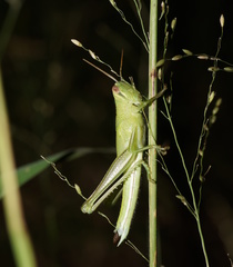 Austracris guttulosa