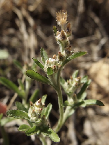 owl's crown (Gamochaeta sphacelata)