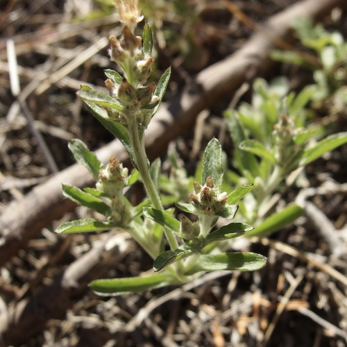 Image of Gamochaeta sphacelata by (c) Sue Carnahan, some rights reserved (CC BY)