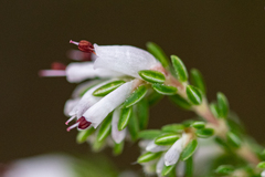 Erica ecklonii