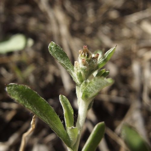 Image of Gamochaeta sphacelata by (c) Sue Carnahan, some rights reserved (CC BY)