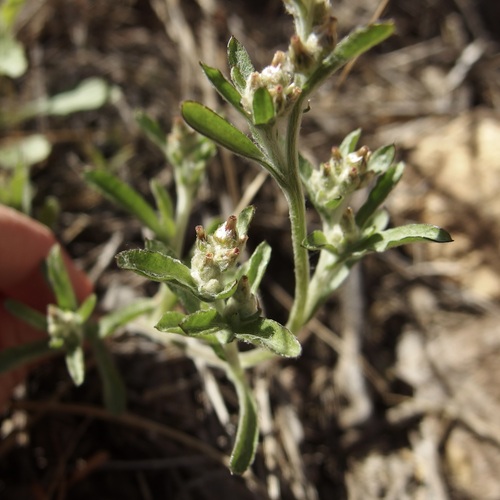 Image of Gamochaeta sphacelata by (c) Sue Carnahan, some rights reserved (CC BY)