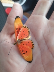 Acraea acrita acrita