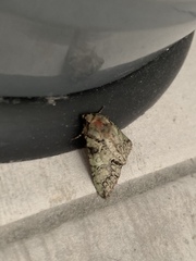 Polyphaenis sericata