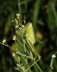 Austracris guttulosa