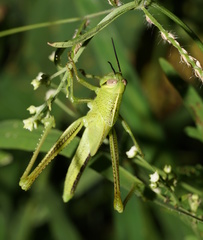Austracris guttulosa