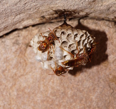 Polistes stigma townsvillensis