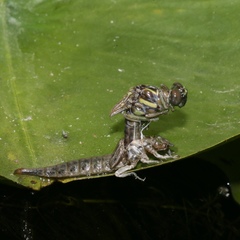 Stylurus spiniceps