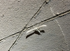 Hellinsia homodactylus